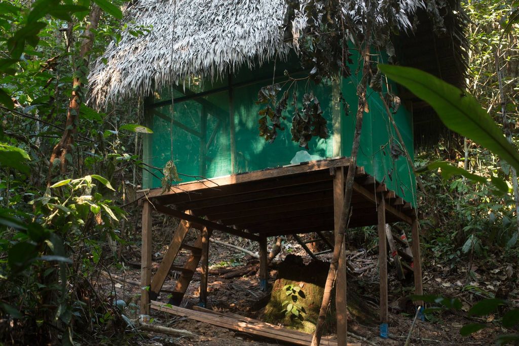 best ayahuasca retreats