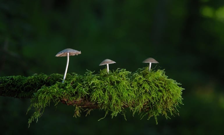 What is Psilocybin2