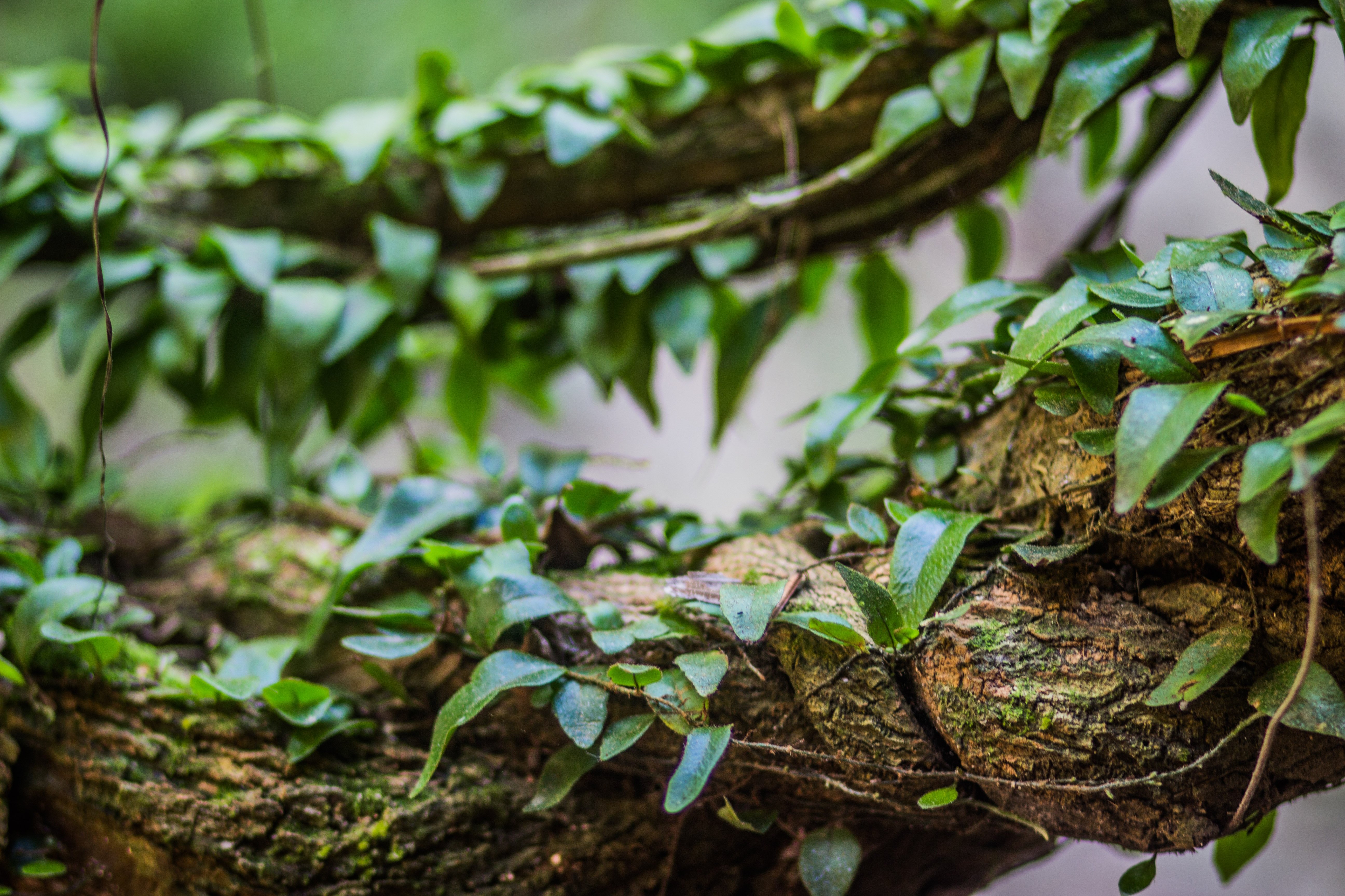The Ayahuasca Plant: Usage, Effects, and Research