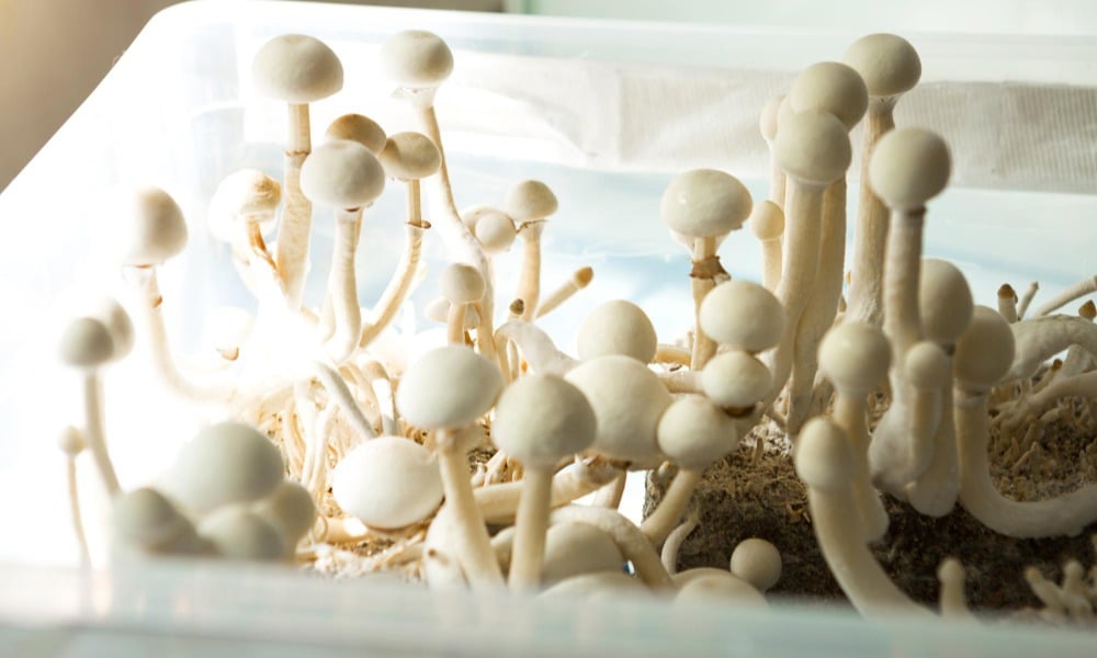 Mushroom Dosage: From Microdosing to Heroic Doses