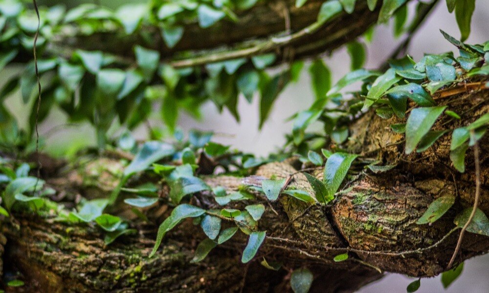 The Ayahuasca Plant: Usage, Effects, and Research