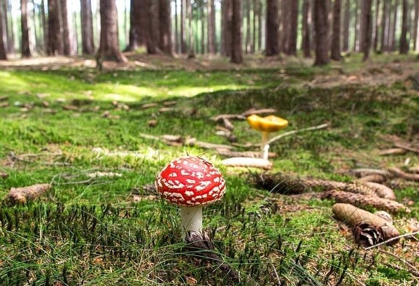 The Beginner's Guide to Magic Mushroom (Psilocybin) Retreats: A Path to Personal Growth and Healing