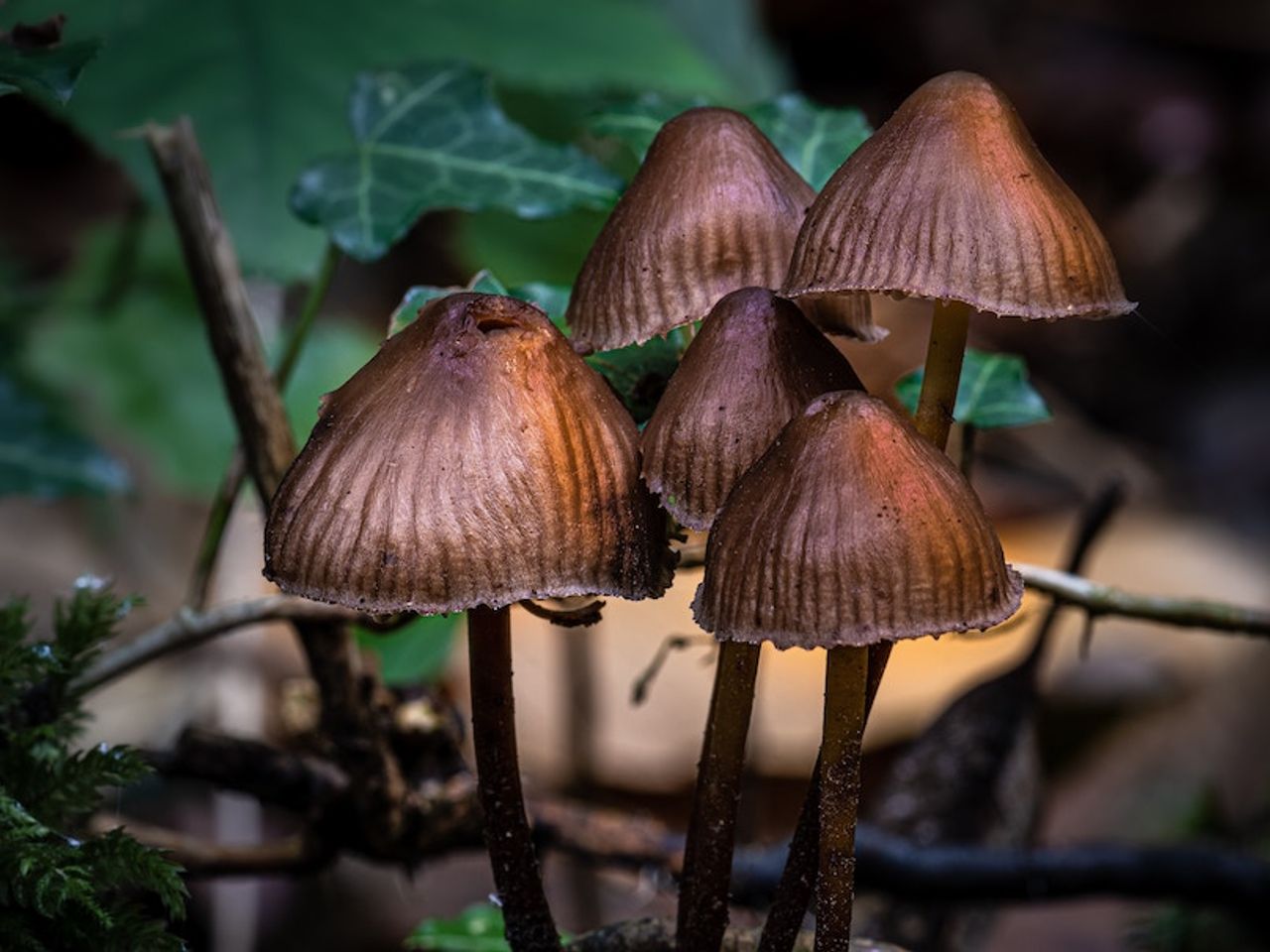 The Science of Psilocybin and Psychedelic Therapy